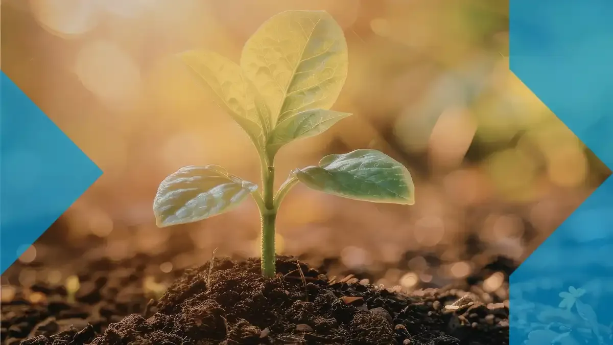 Young green plant growing from the soil in warm sunlight, symbolizing intentional living, thoughtful habits, and a more sustainable future with sendvalu.