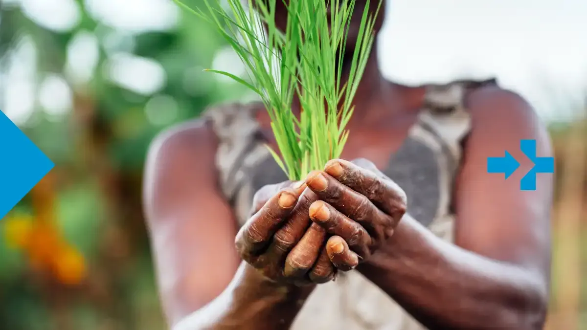 Agricultrice africaine tenant de jeunes pousses de riz dans ses mains
